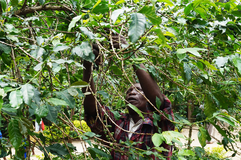 coffee in Rwanda